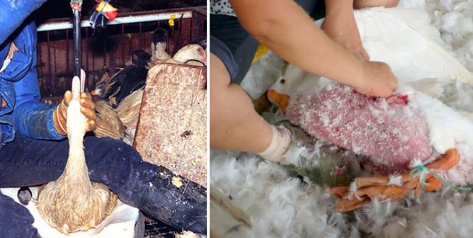 How Buying Down Feathers Supports the Cruel Foie Gras Industry