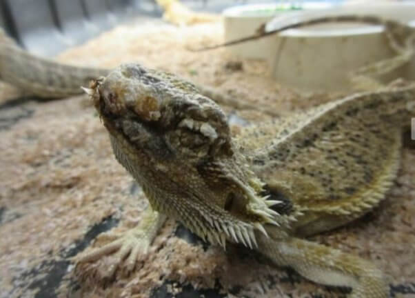 emaciated lizard at PetSmart dealer