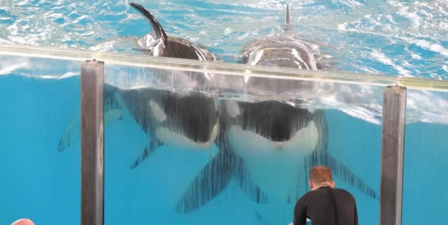 Will Malia Die of a Painful Infection Like So Many Orcas Before Her?