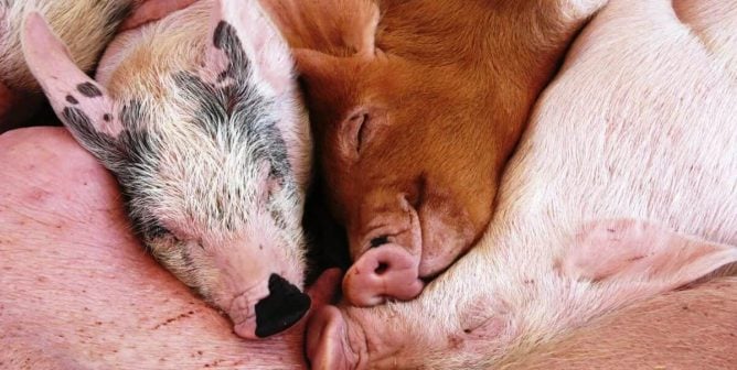 Pigs Are Not Your Spare Parts
