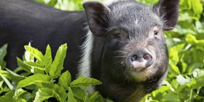 Victory! Seiyo, Japan Abolishes Pig Rodeos