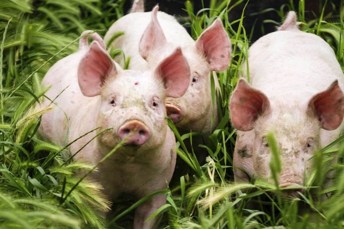 A group of pigs in grass