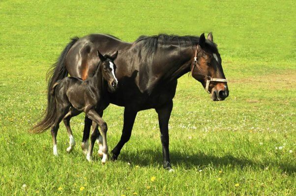 Horse with foal