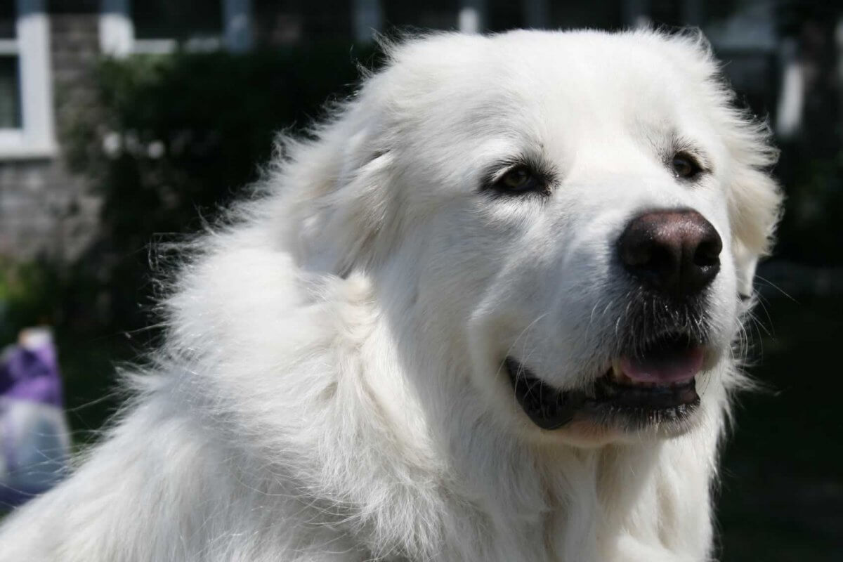 Great pyrenees. Пиренейская горная собака щенки. Горная собака пиренейской породы. Пиренейский зенненхунд. Great pyrenees.