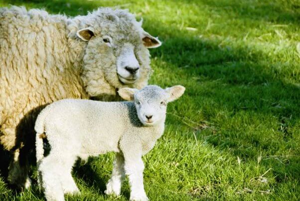 Sheep with lamb