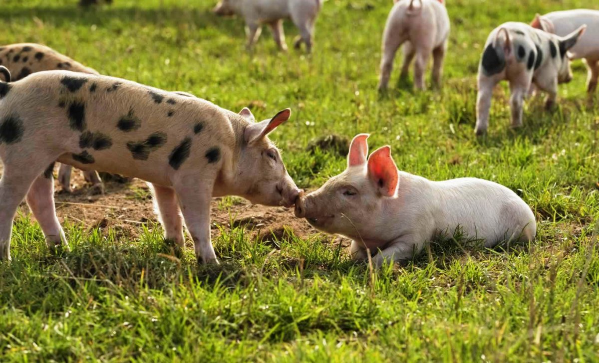 New Simulator Could Replace Deadly Explosion Tests on Live Pigs