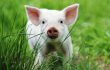 PETA Germany, PETA U.S. Just Saved Pigs From Deadly Chest-Surgery Trainings