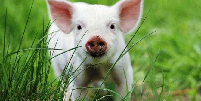 piglet standing in grass