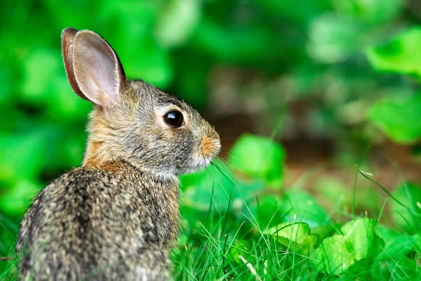 Is The Body Shop Cruelty-Free? What About Toms of Maine?