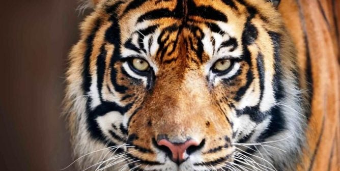 Close-up of tiger looking into camera