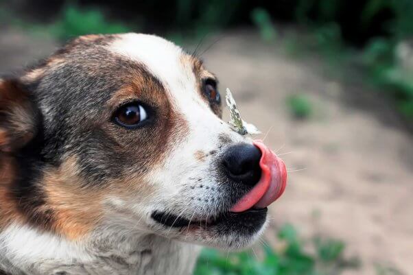 Cute brown and white dog with butterfly on nose