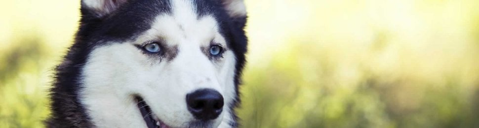 Close-up of black-and-white husky