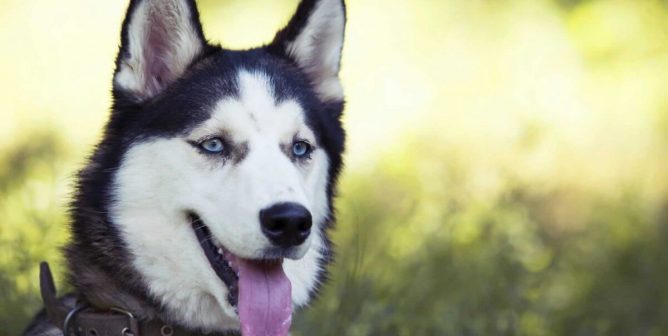 Close-up of black-and-white husky