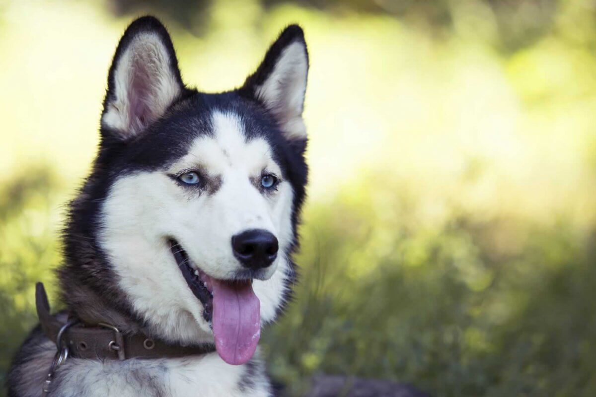 New Film Exposes Hellish Life for Dogs in Dog Sledding Industry PETA