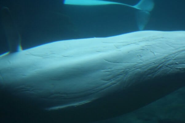 Rake marks on injured beluga at Georgia Aquarium