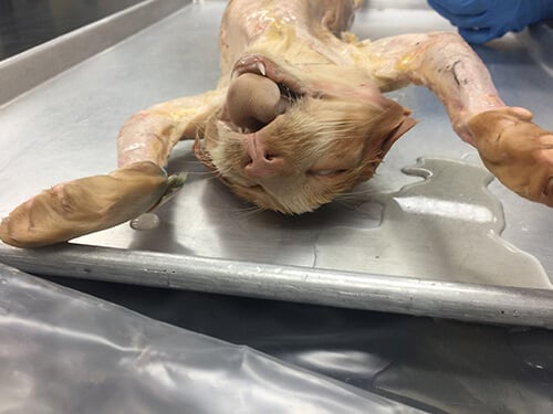 cat used for dissection