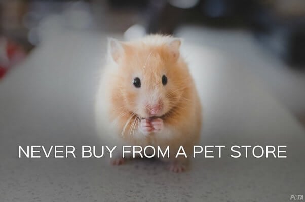 hamster-peta-shareable