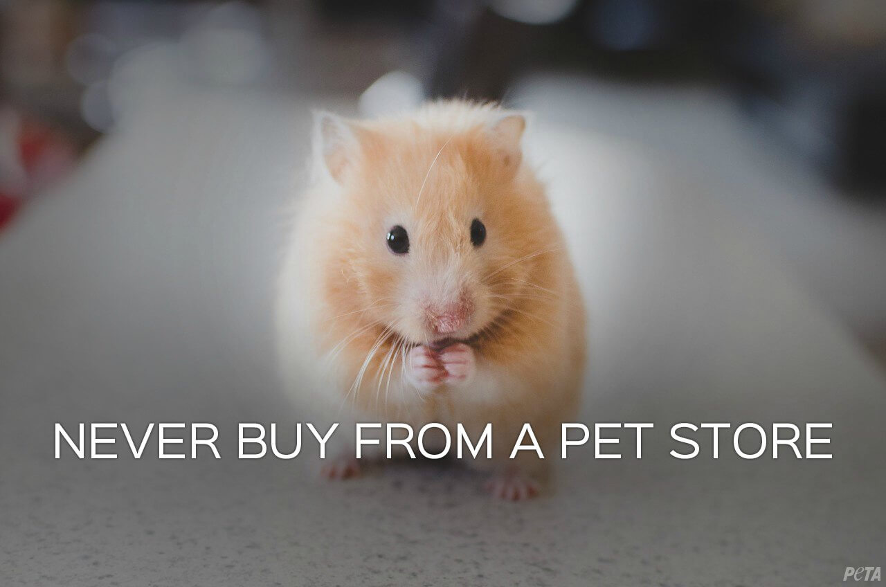 Are Hamsters a ‘Good Pet’? PETA
