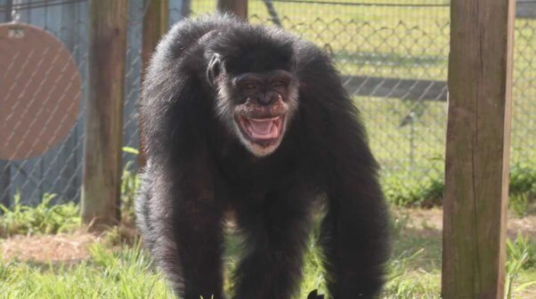 Tarzan at Save the Chimps