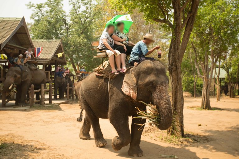 Victory! Shore Excursions Group Stops Offering Elephant Rides