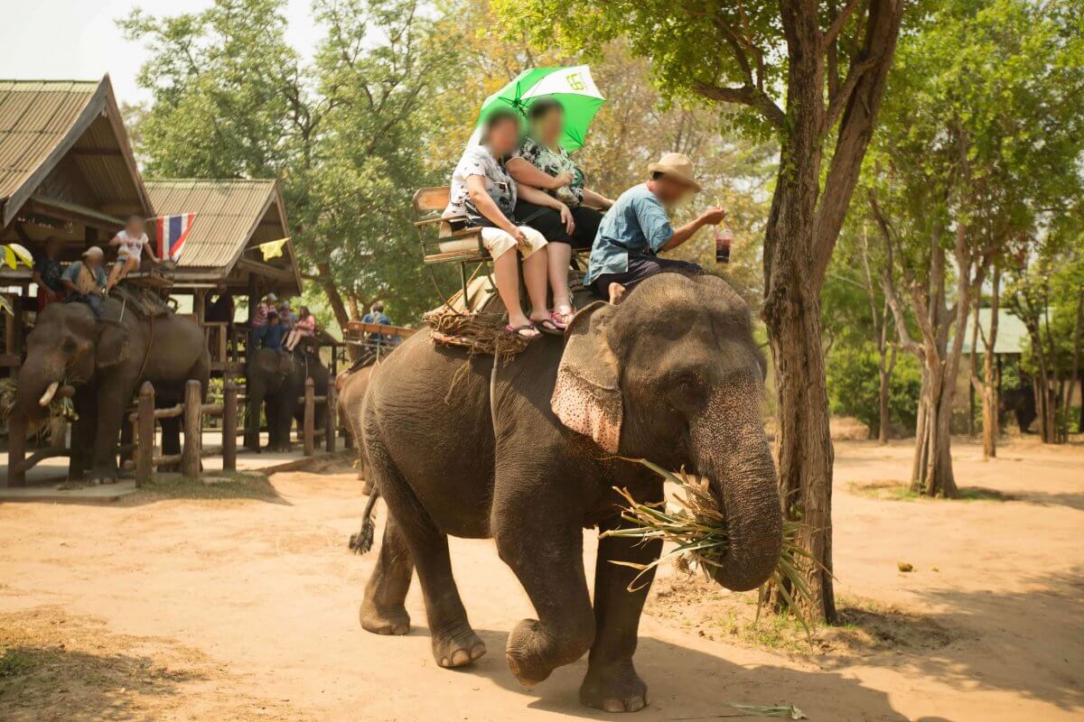 elephants and other wild animals who don