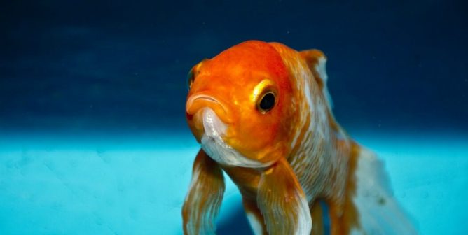 Why Fish Make Sad Classroom ‘Pets’