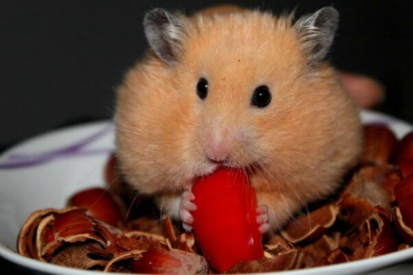adopting a hamster from pets at home