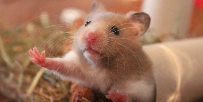 a 'Pet' Hamster | PETA