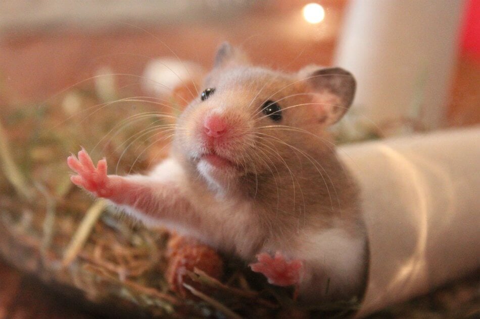 Keep Syrian Hamsters Solitary