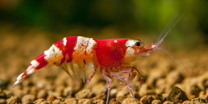 Meat-Free Shrimp Could Be the Superhero Our Oceans Need