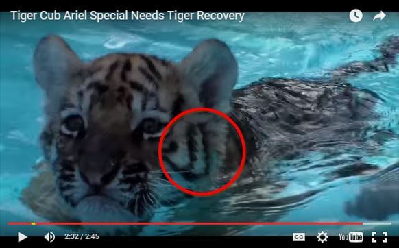 After: The two stripes are connected, proving this tiger is not Ariel. 