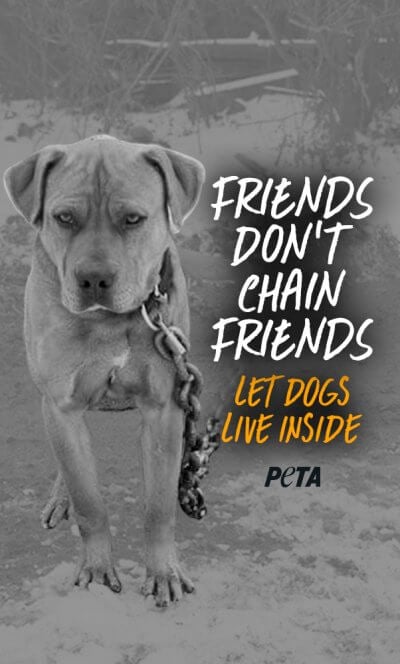 peta-iphone-friends-dont-chain-friends-2