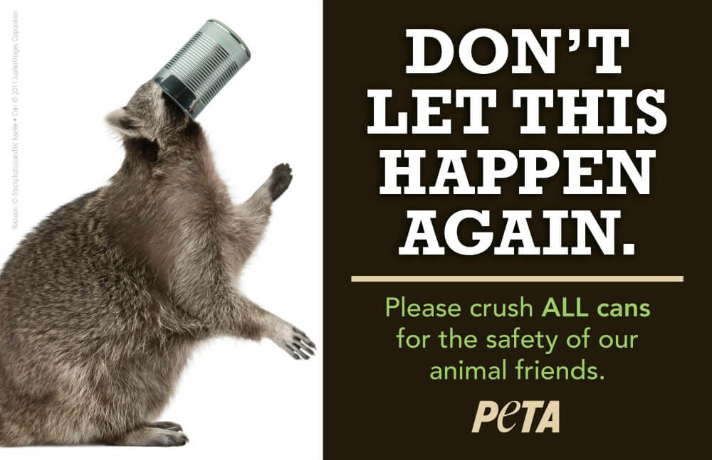 How You Discard Cans and Bottles Could Kill a Raccoon PETA
