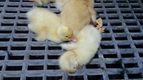 Ducklings at Culver Duck Farms