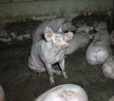 2016-08-08-roering-schweinezucht-vreden-still-05-c-peta-d