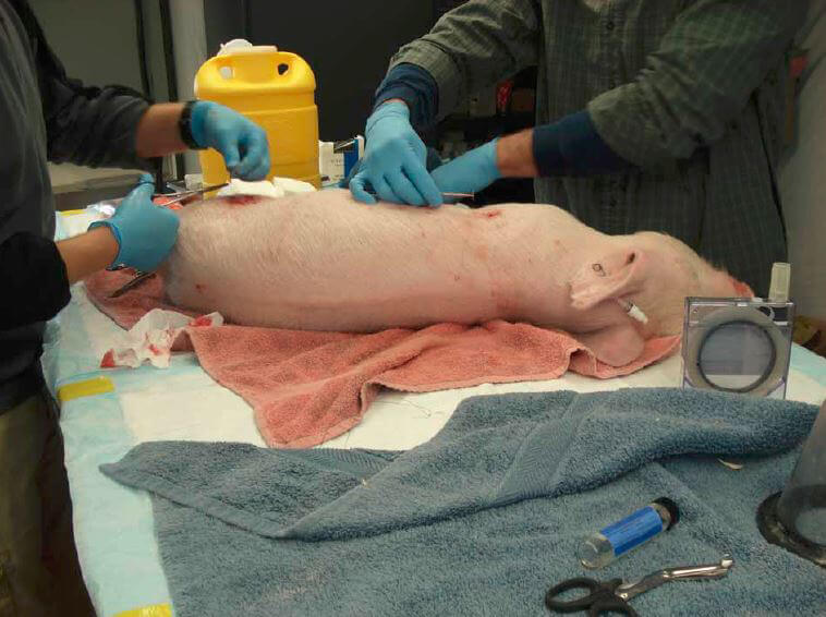 chemcasualty_pig_canada