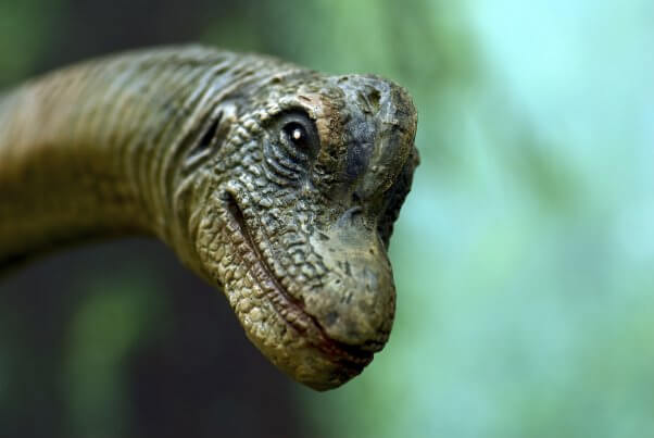 Dinosaur Face