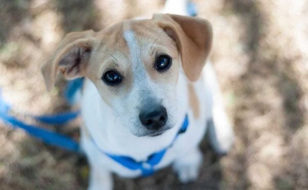 Rescued puppy Emmy