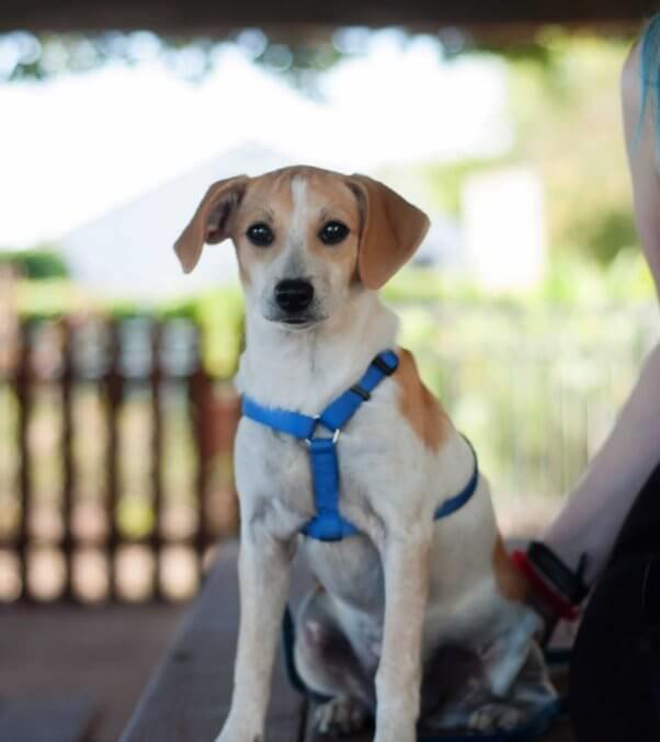 Rescued puppy Emmy