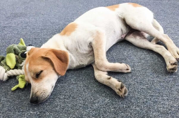 Rescued puppy Emmy