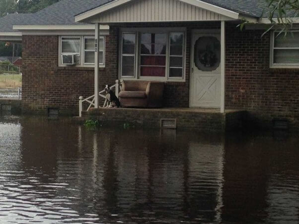 matthew-floods-dog-on-porch