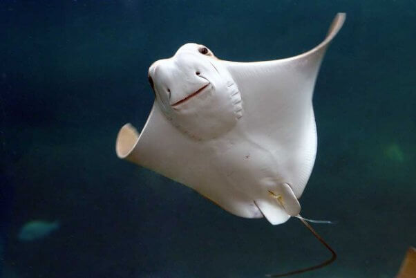 stingray-smiling