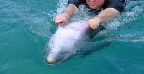 man swimming with dolphin