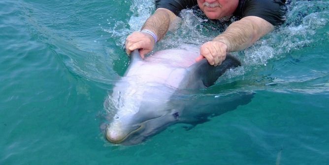 ‘Dolphin Therapy’ Is High-Priced Exploitation of Animals and Humans