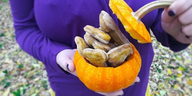 Embrace Fall With This Pumpkin-Treat Recipe for the Dog in Your Life
