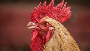 Help Stop Animal Suffering Now