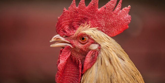 Profile photo of rooster