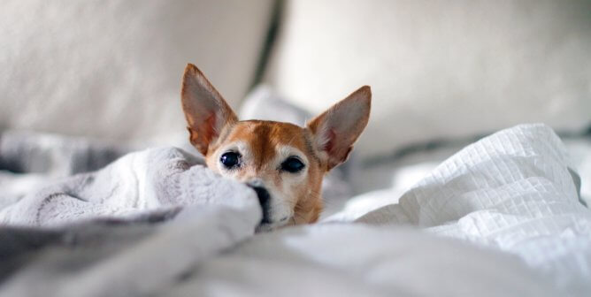 chihuahua dog in white bed