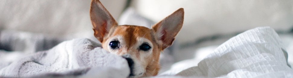 chihuahua dog in white bed