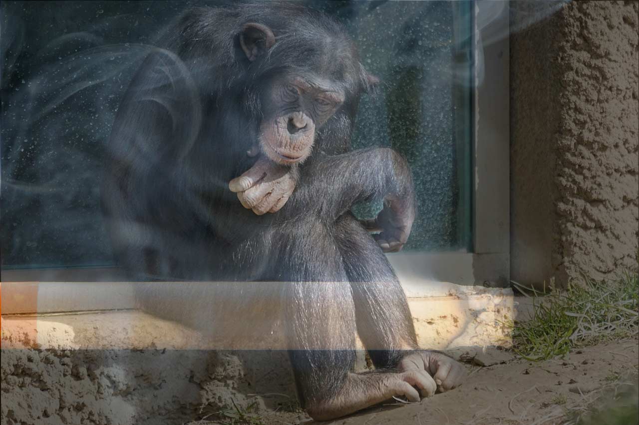 smoking chimpanzee in korea smoking chimpanzee in korea